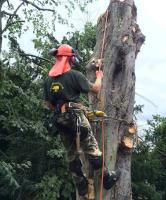 GTF Tree Care Ltd image 1